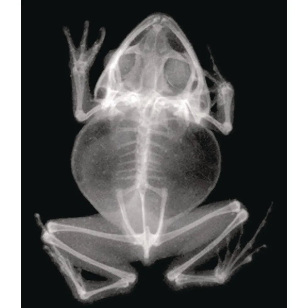 Animal X-Rays - Set of 13