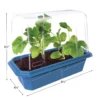 Beefsteak Tomatoes