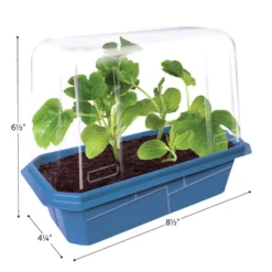 Beefsteak Tomatoes