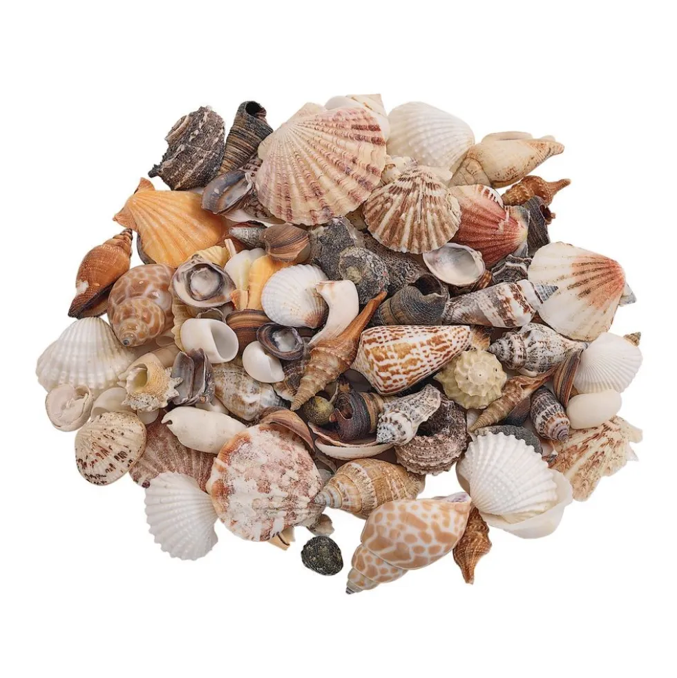 Colorations® Summer Treasure Treats Craft Kit - Makes 12 Crafts