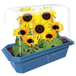 Dwarf Sunflowers