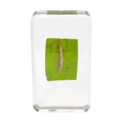 Excellerations® Acrylic Butterfly Life Cycle Specimens - Set of 4