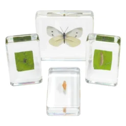 Excellerations® Acrylic Butterfly Life Cycle Specimens - Set of 4