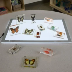 Excellerations® Acrylic Butterflies, Bugs and Sea Specimens - Set of 12
