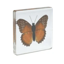 Excellerations® Acrylic Butterflies, Bugs and Sea Specimens - Set of 12