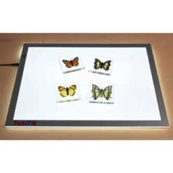 Excellerations® Acrylic Butterfly Specimens - Set of 4