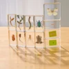 Excellerations® Acrylic Garden Friends, Butterfly and Plant Life Cycle Specimens - Set of 12