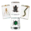 Excellerations® Acrylic Garden Friends Specimens - Set of 4