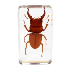 Excellerations® Acrylic Scary Bug Specimens - Set of 4