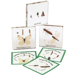Excellerations® Insect Life Cycle Specimens - Set of 5