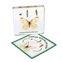 Excellerations® Insect Life Cycle Specimens - Set of 5