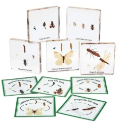 Excellerations® Insect Life Cycle Specimens - Set of 5