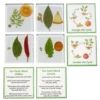 Excellerations® SpeciFun™ 4 Fruit + Vegetable Lifecycle Tiles & Cards