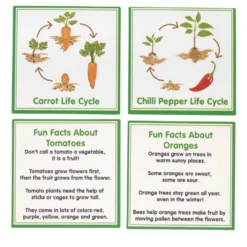 Excellerations® SpeciFun™ 4 Fruit + Vegetable Lifecycle Tiles & Cards