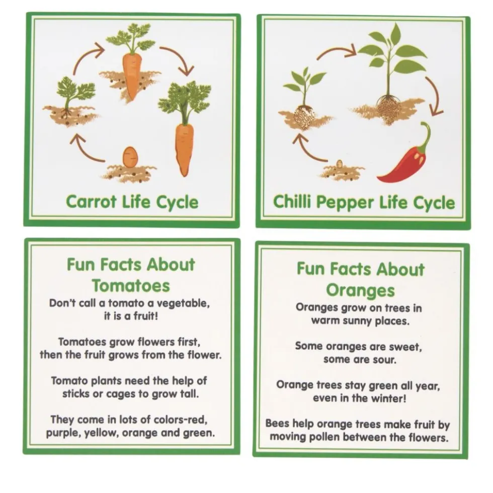 Excellerations® SpeciFun™ 4 Fruit + Vegetable Lifecycle Tiles & Cards