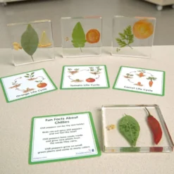 Excellerations® SpeciFun™ 4 Fruit + Vegetable Lifecycle Tiles & Cards
