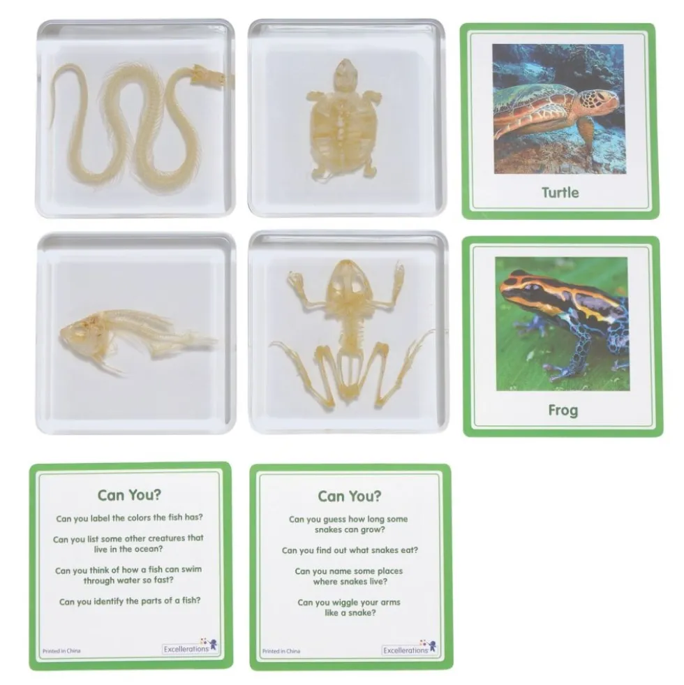 Excellerations® SpeciFun™ 4 Skeleton Specimen Tiles & Cards