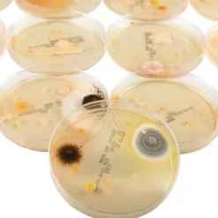 Steve Spangler Science® Growing Bacteria Kit