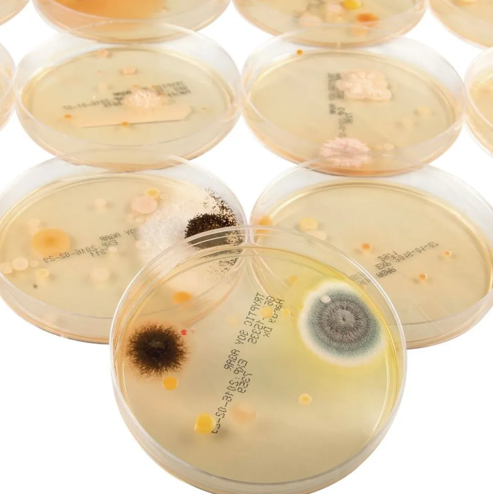 Steve Spangler Science® Growing Bacteria Kit